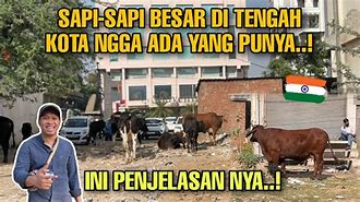 Kalau Sapi